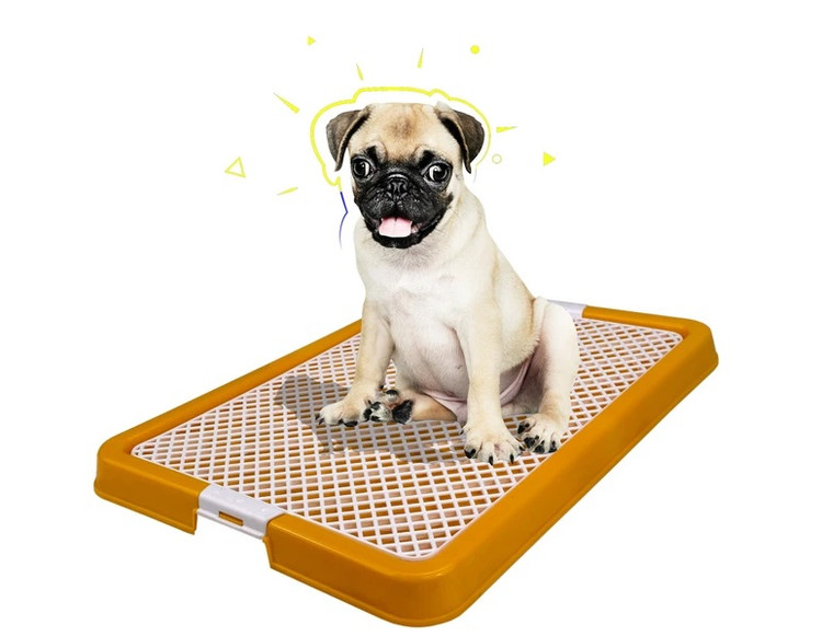 سینی سگ دنیل