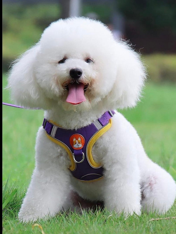 قلاده تنی سگ پددار