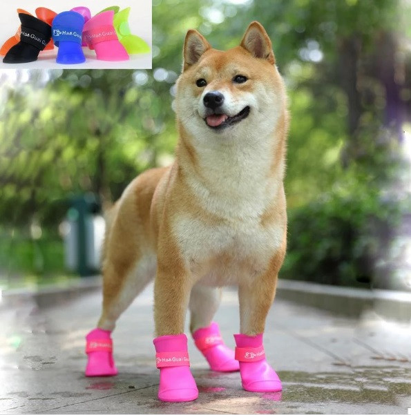 کفش چسبی سگ